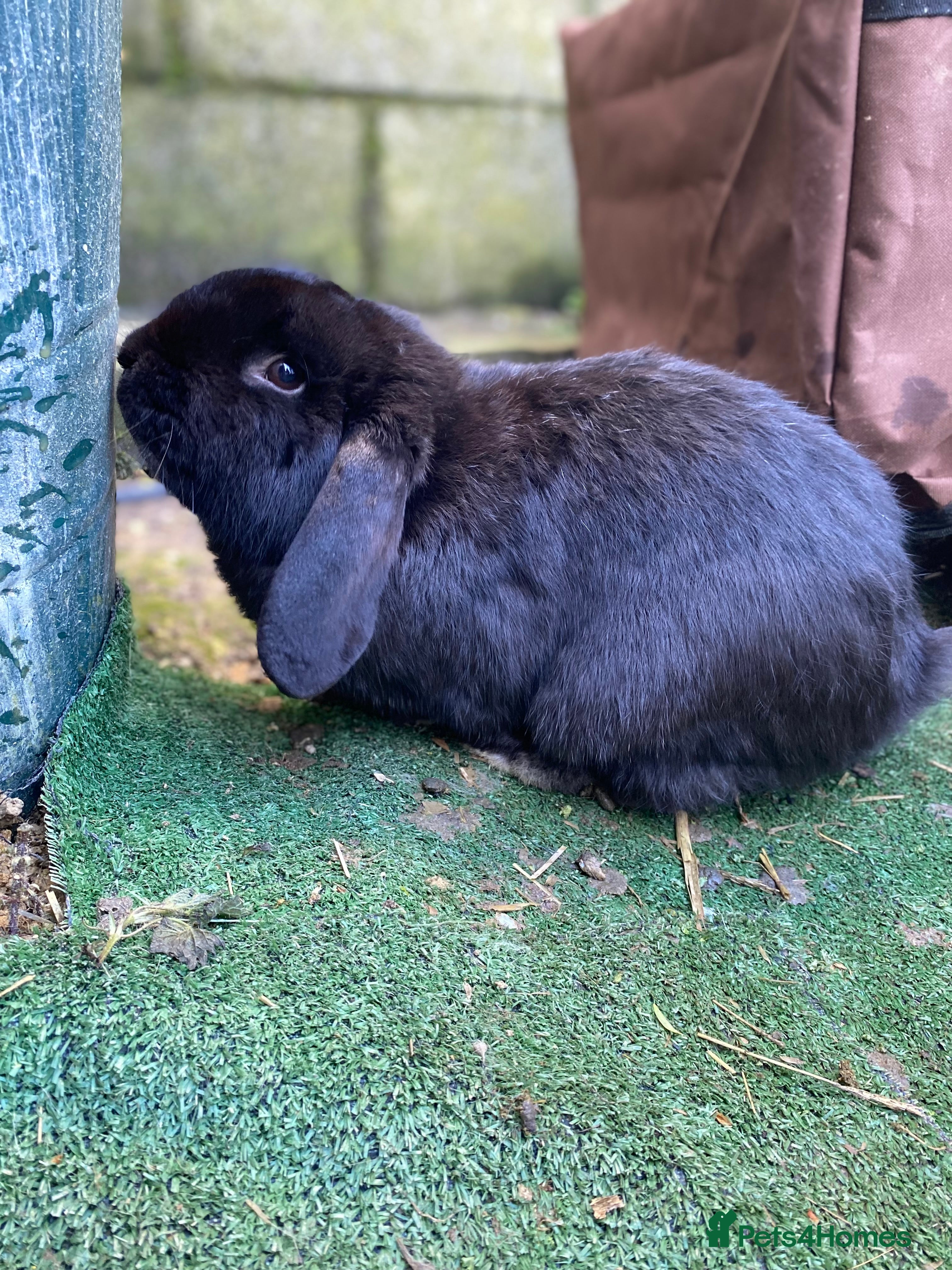 French Lop rabbits Beautiful French lop boy  - Advert 1