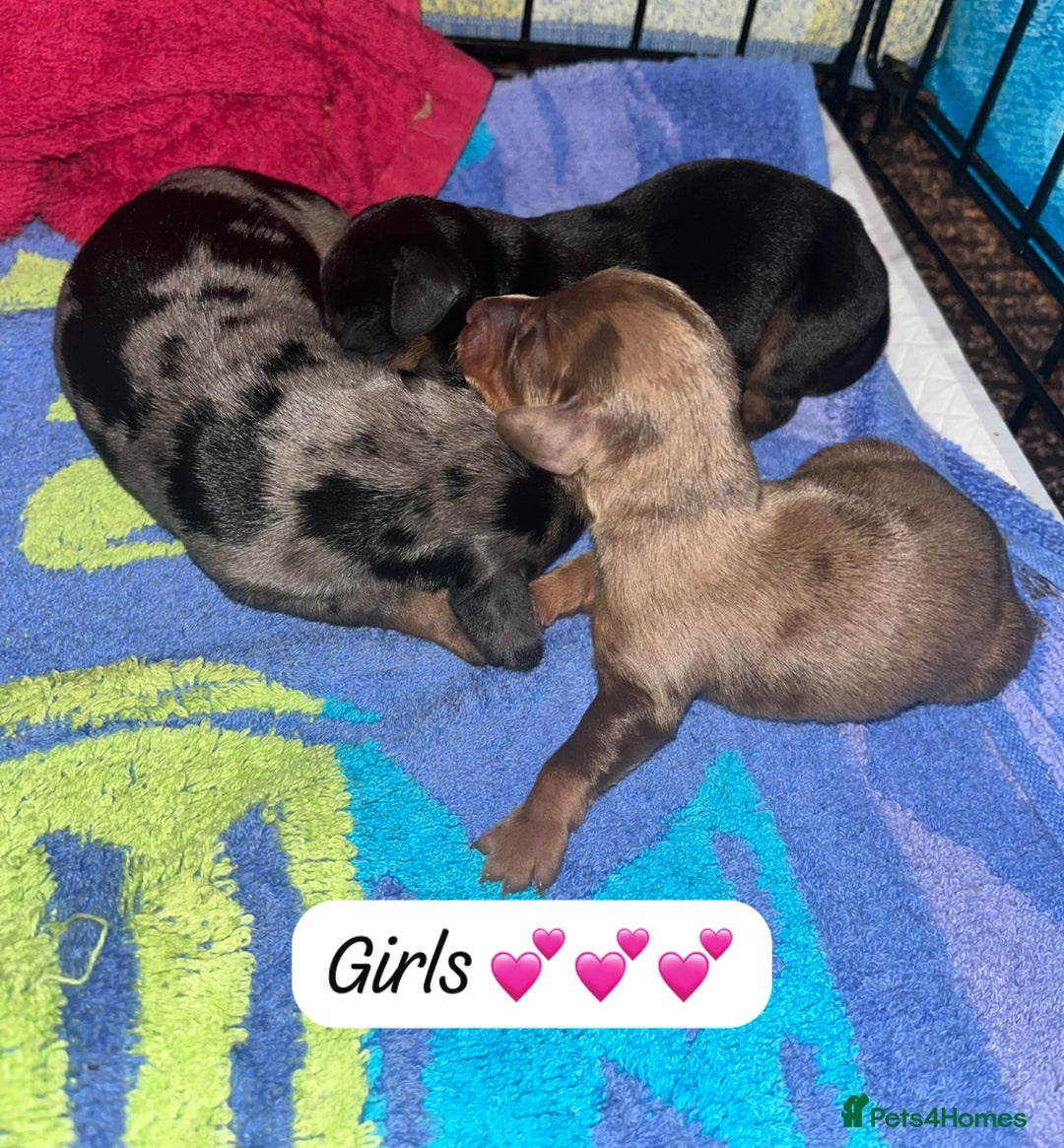 Miniature Dachshund dogs for sale: Miniature Dachshund Puppies  - Advert 11