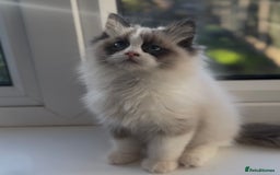 Ragdoll cats for sale: 🐾Tica full pedigree🩷 EU Ragdoll 🐱🐾DNA Clear ❤️ - Image 1