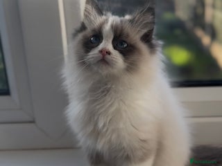 Ragdoll cats - Advert 8