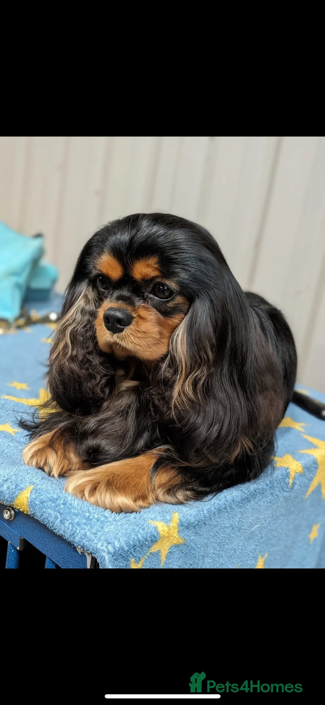 Cavalier King Charles Spaniel dogs for sale: 3 Black and Tan cavalier King Charles spaniels in Grimsby - Advert 2