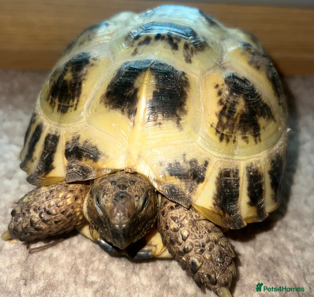 Tortoise reptiles for sale: 2 x Russian Tortoises - Image 2