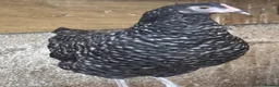 Chickens poultry for sale: Cuckoo maran banty pullers and cockerels for sale  - Advert 5