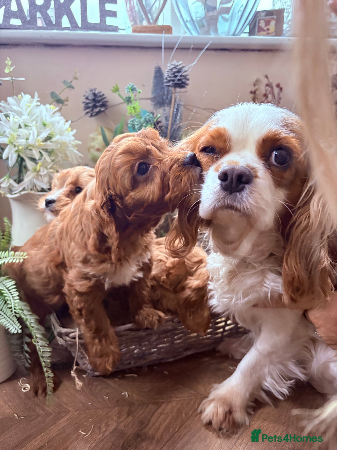 Cavapoo dogs for sale: Health tested toy cavapoo boys - Advert 36