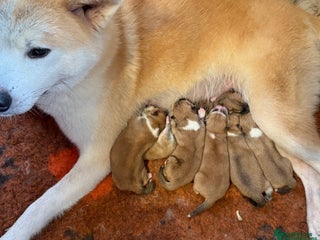 Japanese Akita Inu dogs Japanese Akita Puppy 10 Weeks Old - Advert 1