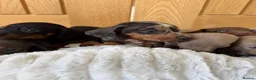 Miniature Dachshund dogs for sale: Miniature dachshund puppies  - Advert 5
