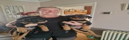 Rottweiler dogs for sale: Strong working line Rottweiler pups for sale in Dartford - Advert 12