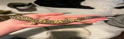 Gecko reptiles for sale: 2 leopard geckos  - Advert 3
