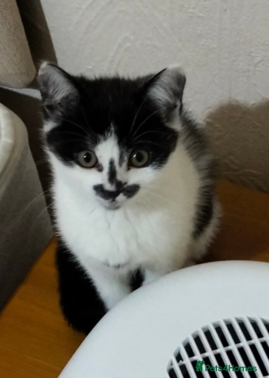 Mixed Breed cats Little British mix kitten  - Advert 1