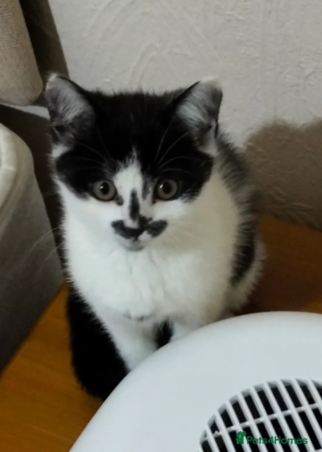 Mixed Breed cats for sale: Little British mix kitten  - Advert 1