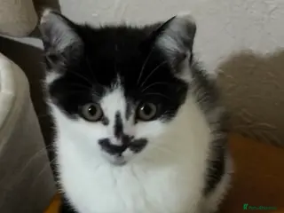 Mixed Breed cats Little British mix kitten - Advert 1