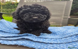 Toy Poodle dogs for sale: *READY NOW* Stunning KC TINY toy poodle puppies - Image 10