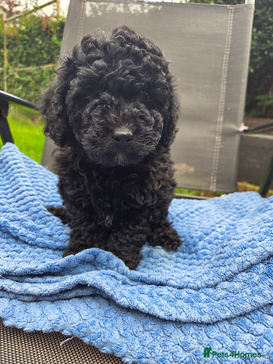 Toy Poodle dogs for sale: *READY NOW* Stunning KC TINY toy poodle puppies - Image 10