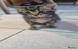 Mixed Breed cats for sale: 5 beautiful kittens - Image 15
