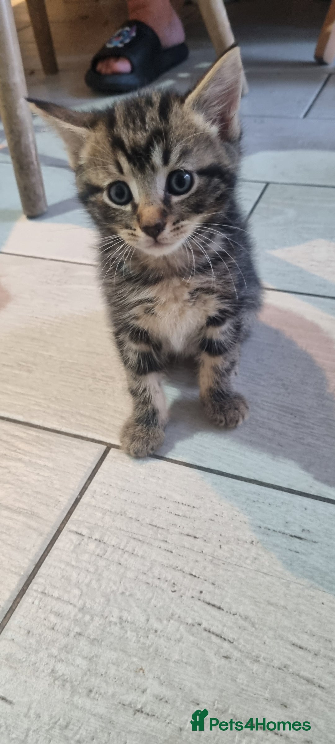 Mixed Breed cats for sale: 5 beautiful kittens - Image 15