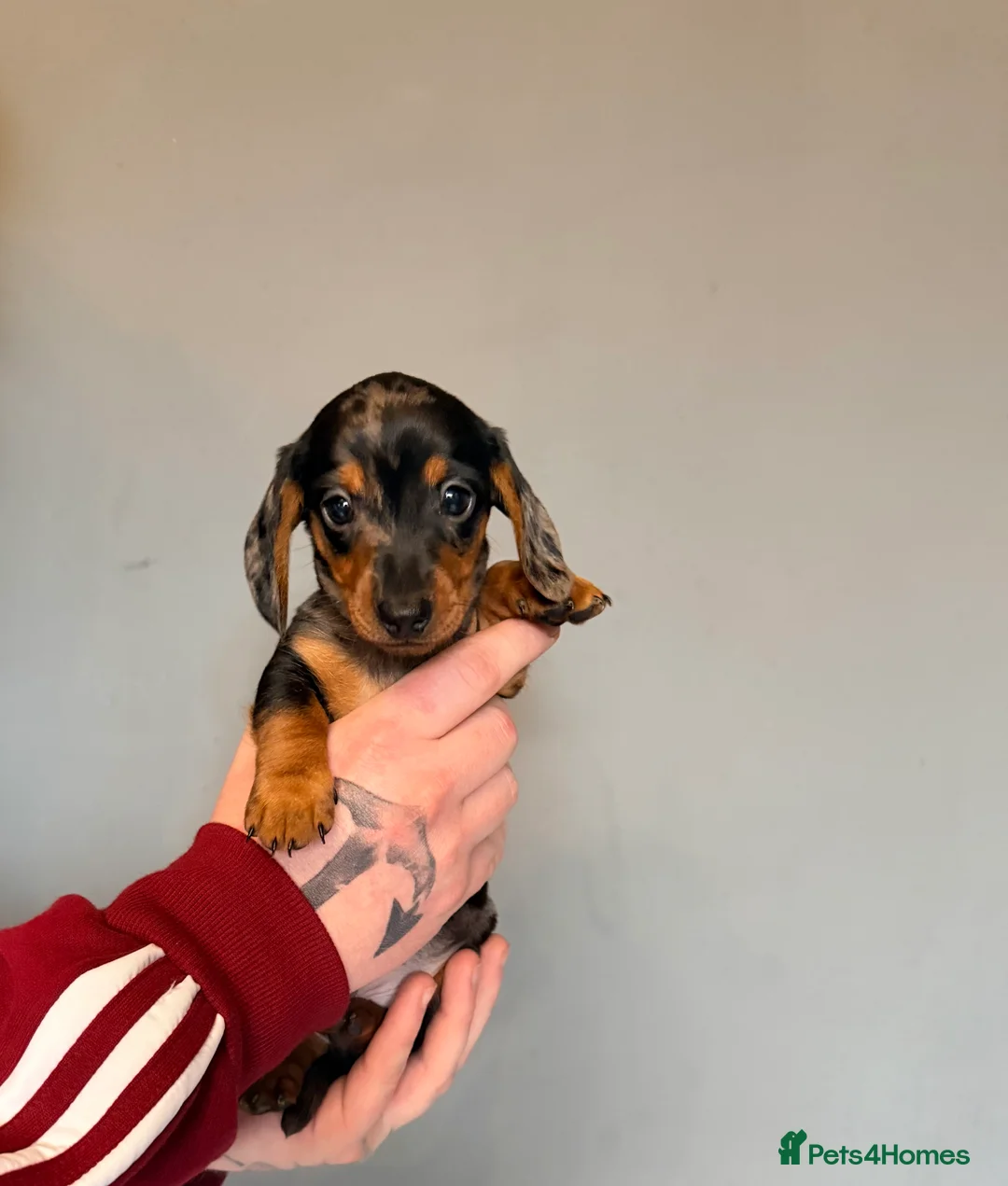 Miniature Dachshund dogs for sale: READY TO GO! dapple/merle daschund puppies - Advert 3