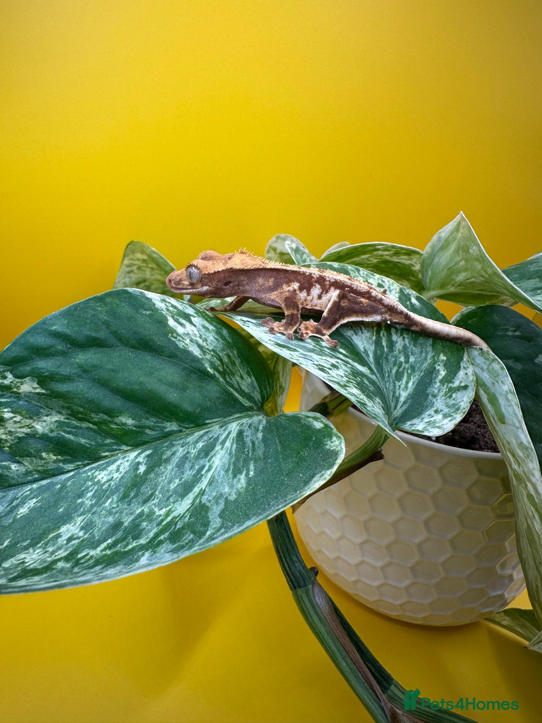 Gecko reptiles for sale: Crested Gecko babies/juveniles - Red Lily whites  in Leicester - Advert 8