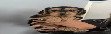Cockapoo 4 Oreo 