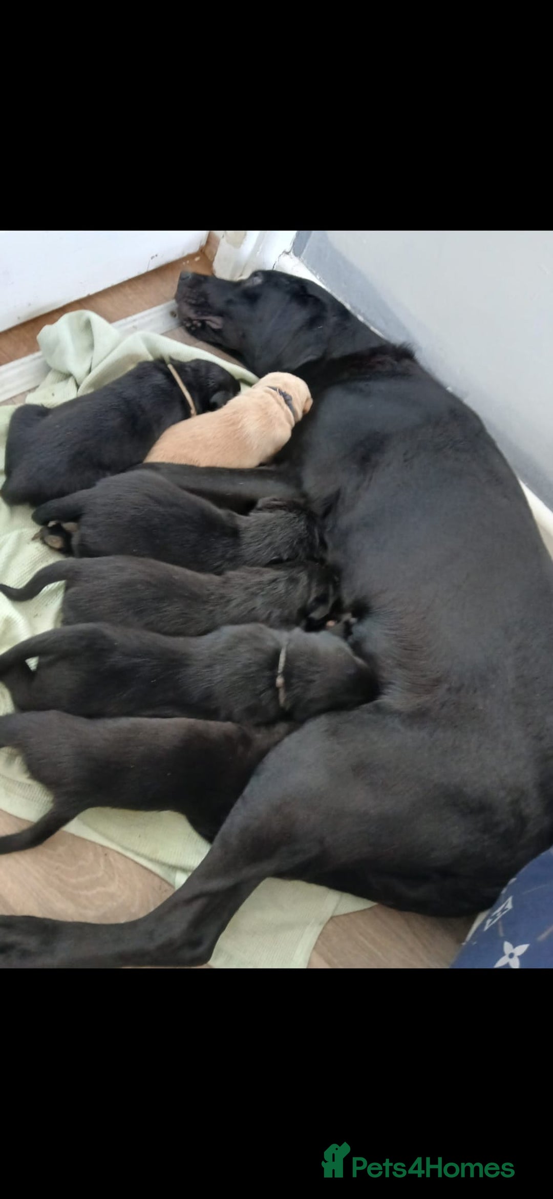 Labrador Retriever dogs for sale: 6 Labrador puppy’s  - Advert 2