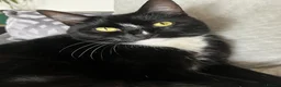 Domestic Shorthair cats for sale: Maja–4yo Cat Looking for an Elderly Companion - Advert 2