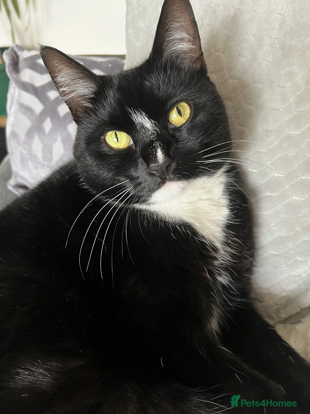 Domestic Shorthair cats for sale: Maja–4yo Cat Looking for an Elderly Companion - Advert 2