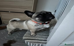 Frug dogs for sale: 2 year old Frug for sale - Image 2