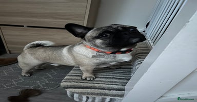 Frug dogs - Advert 3