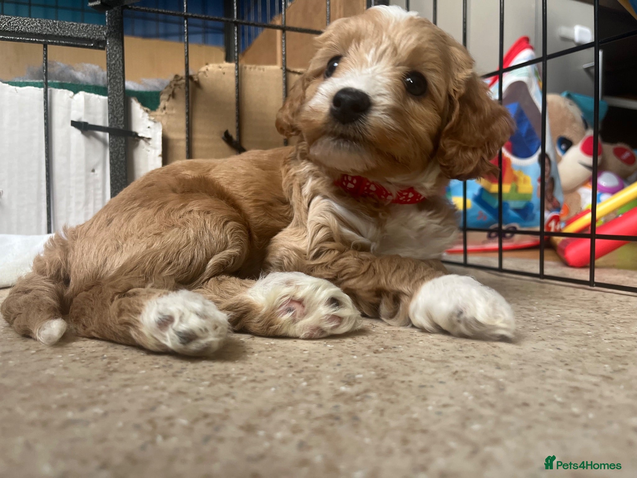 Cavapoochon dogs Cavapoochon puppies - Advert 1