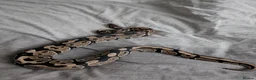 Python Snake reptiles for sale: Royal pythons for sale - Advert 3
