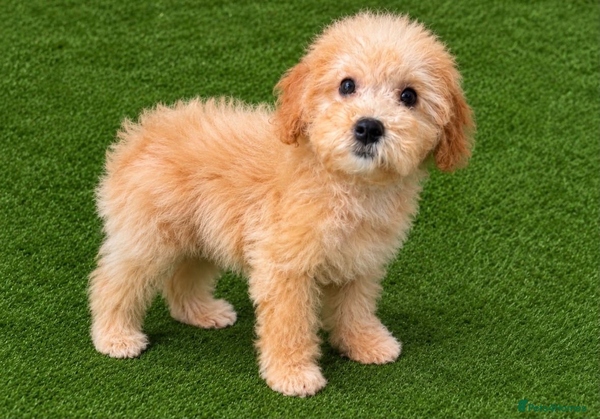Cavapoo dogs for sale: 🐾 Cavapoo Puppies – Ready Now! 🐾 - Advert 1