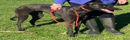 Greyhound dogs for adoption: Fusspot girl Diane wants a loving forever home - Advert 2