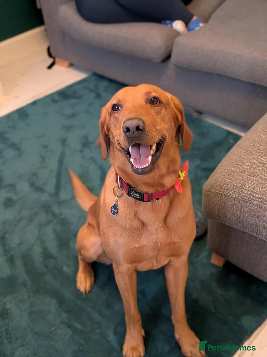 Mixed Breed dogs for stud: Male Dog for Stud - Advert 2