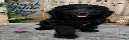 Goldendoodle dogs for sale: Ready to go F1 Standard Goldendoodle Puppies  - Advert 12