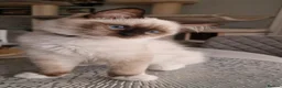 Ragdoll cats for sale: Last 2 Luxury Kittens left -European line Ragdoll - Advert 4