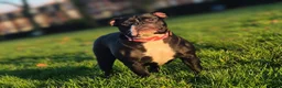 Olde English Bulldogge dogs for sale: 11 month olde english bulldog female  - Advert 2