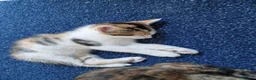 Mixed Breed cats for sale: Very Cute Calico Girl - Advert 19