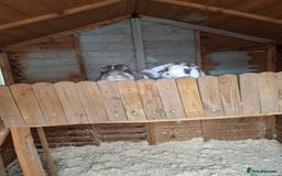 French Lop rabbits for sale: 2 French lop rabbits  - Image 6