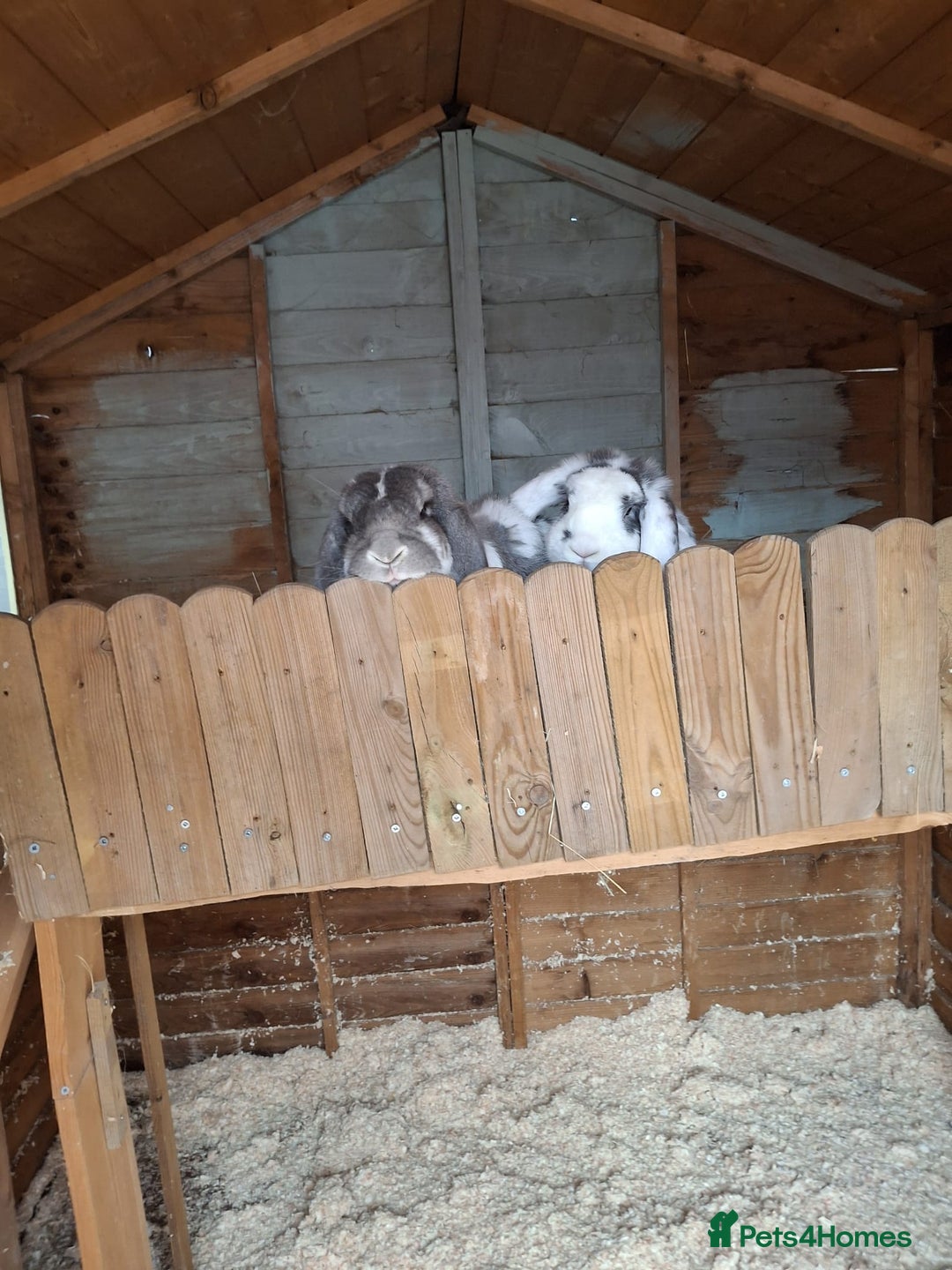 French Lop rabbits for sale: 2 French lop rabbits  - Image 6