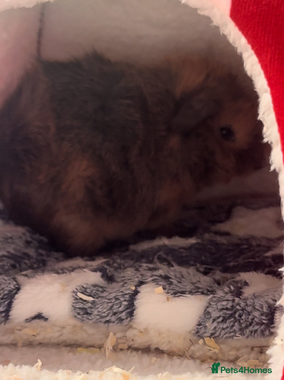 Guinea Pig rodents for sale: Two male guinea pigs  - Advert 2