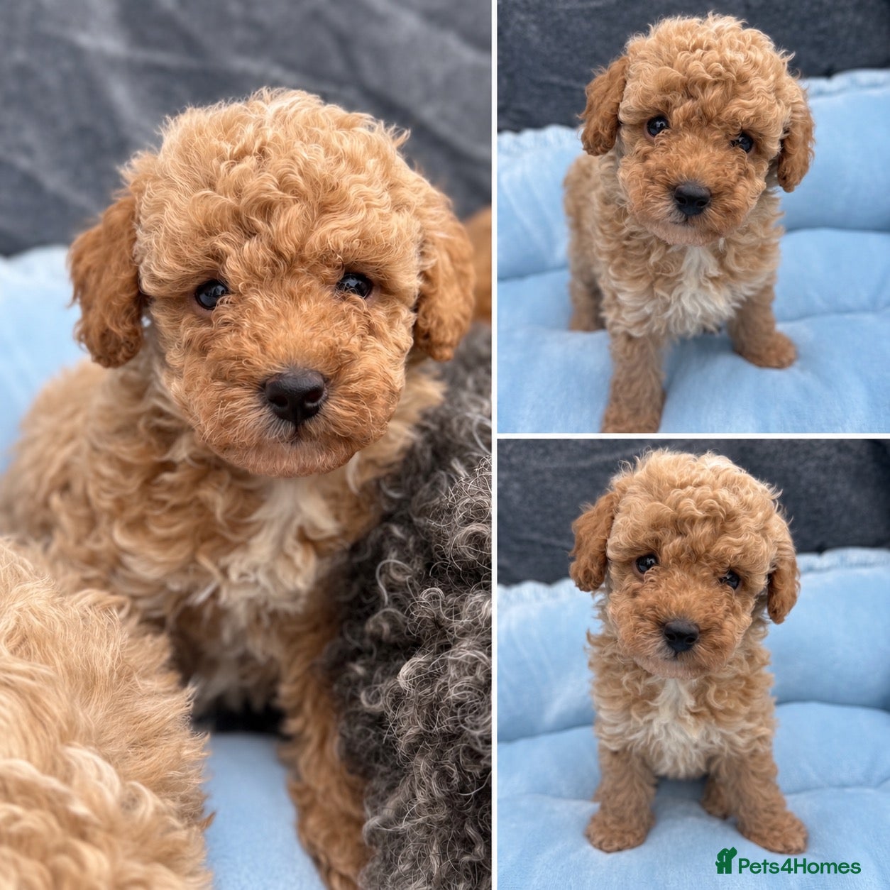 Toy Poodle dogs Adorable Toy Poodle Puppies  - Advert 7