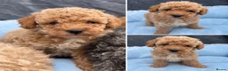 Toy Poodle dogs for sale: Adorable Toy Poodle Puppies 1 LEFT! *READY TO GO* - Advert 7