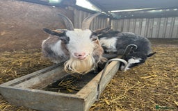 Goats livestock for sale: 2 x Female Pygmy Goats - Image 3