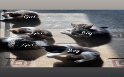 RagaMuffin cats for sale: Bradford based Kittens for sale  - Image 2
