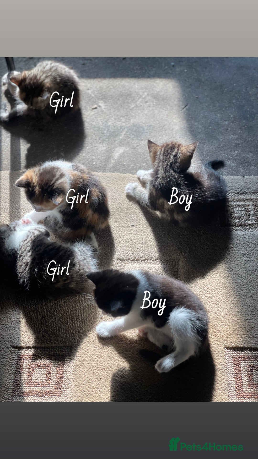 RagaMuffin cats for sale: Bradford based Kittens for sale  - Image 2