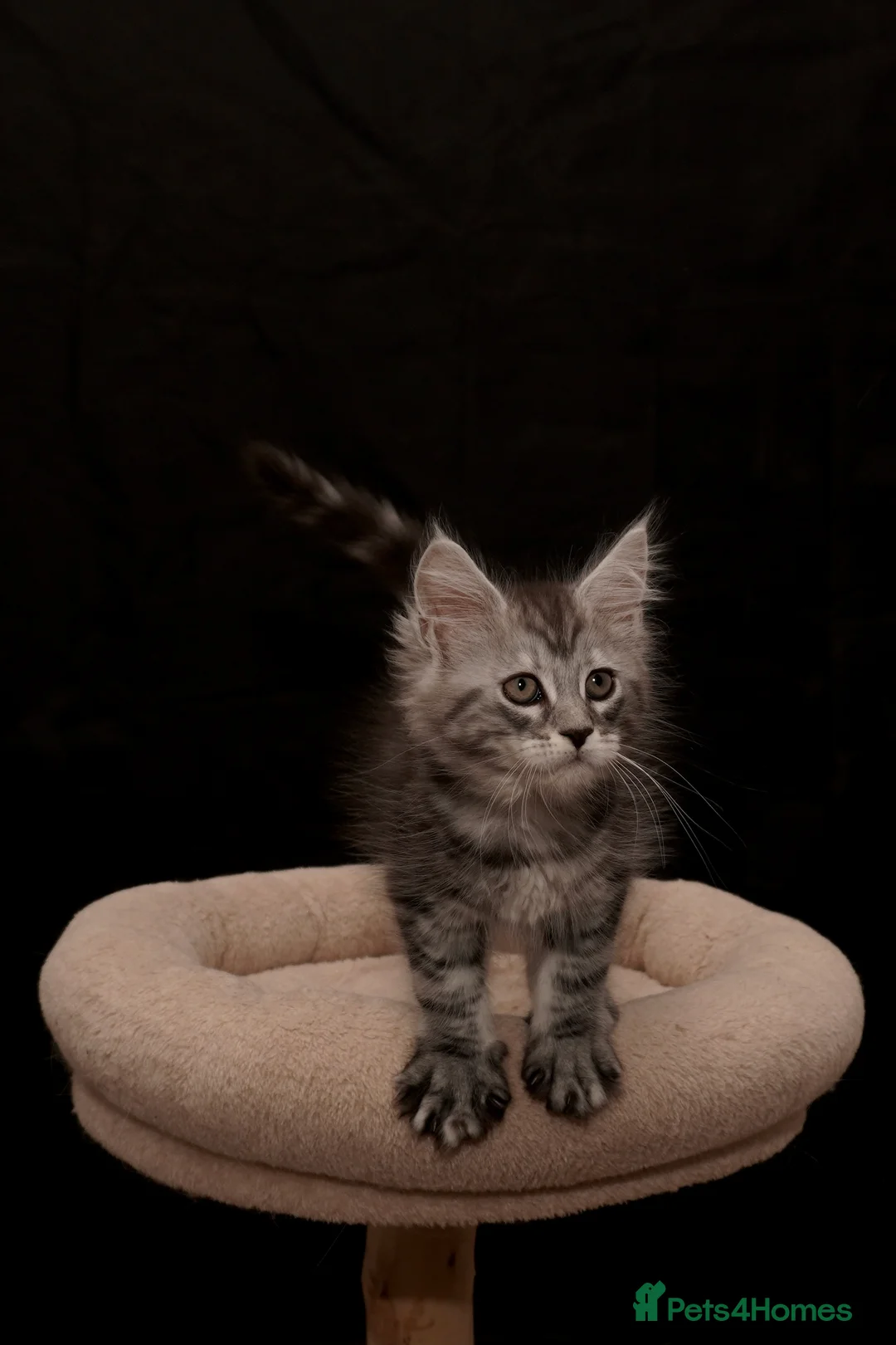 Maine Coon cats for sale: Black Silver classic tabby Mainecoon kittens - Advert 28