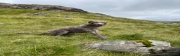 Deerhound dogs for sale: Deerhound puppies  - Advert 9
