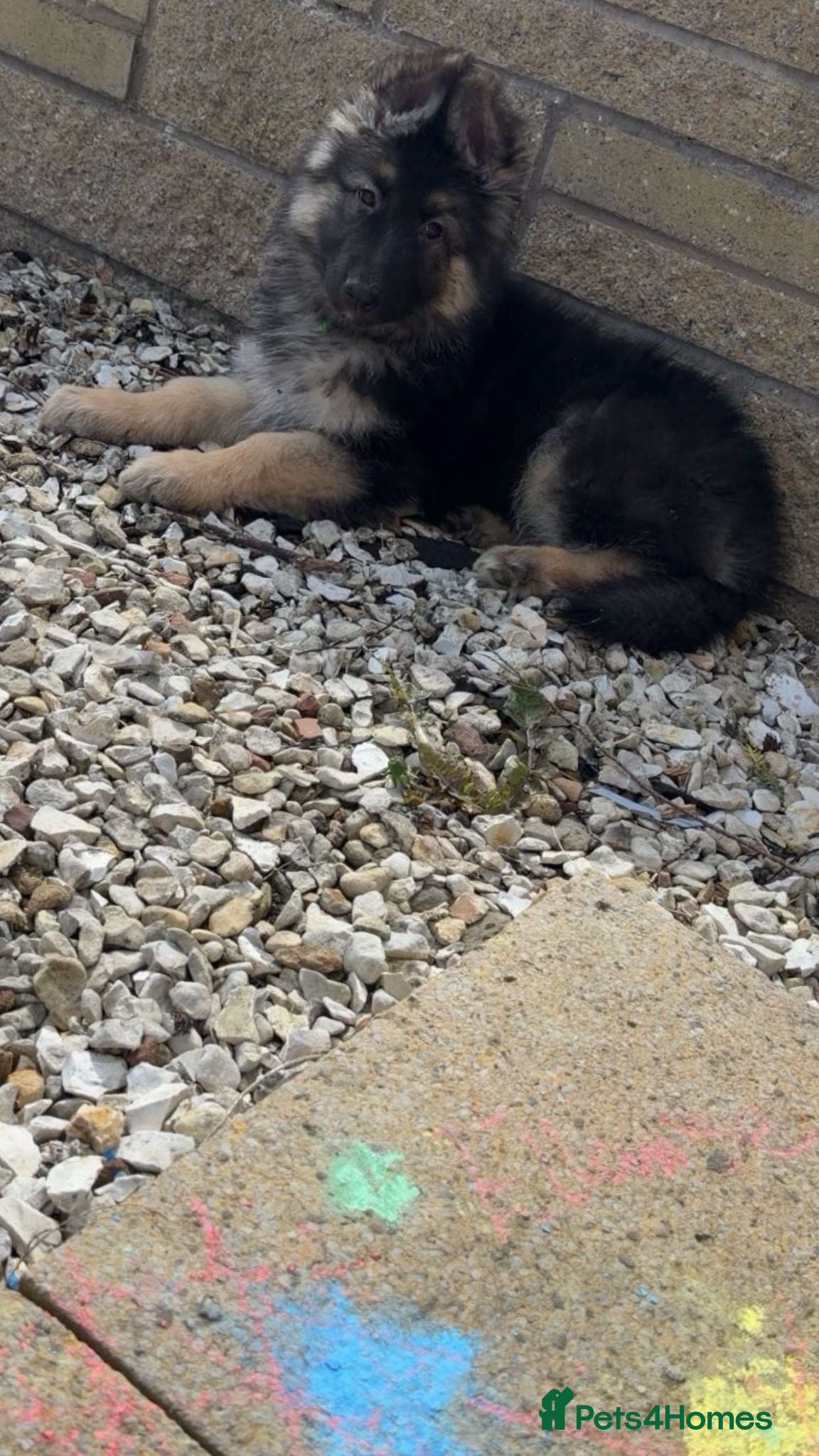 German Shepherd dogs German shepherd puppy  - Advert 3