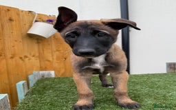 Belgian Shepherd Dog dogs for sale: Belgian Malinois puppies🐾 - Image 24