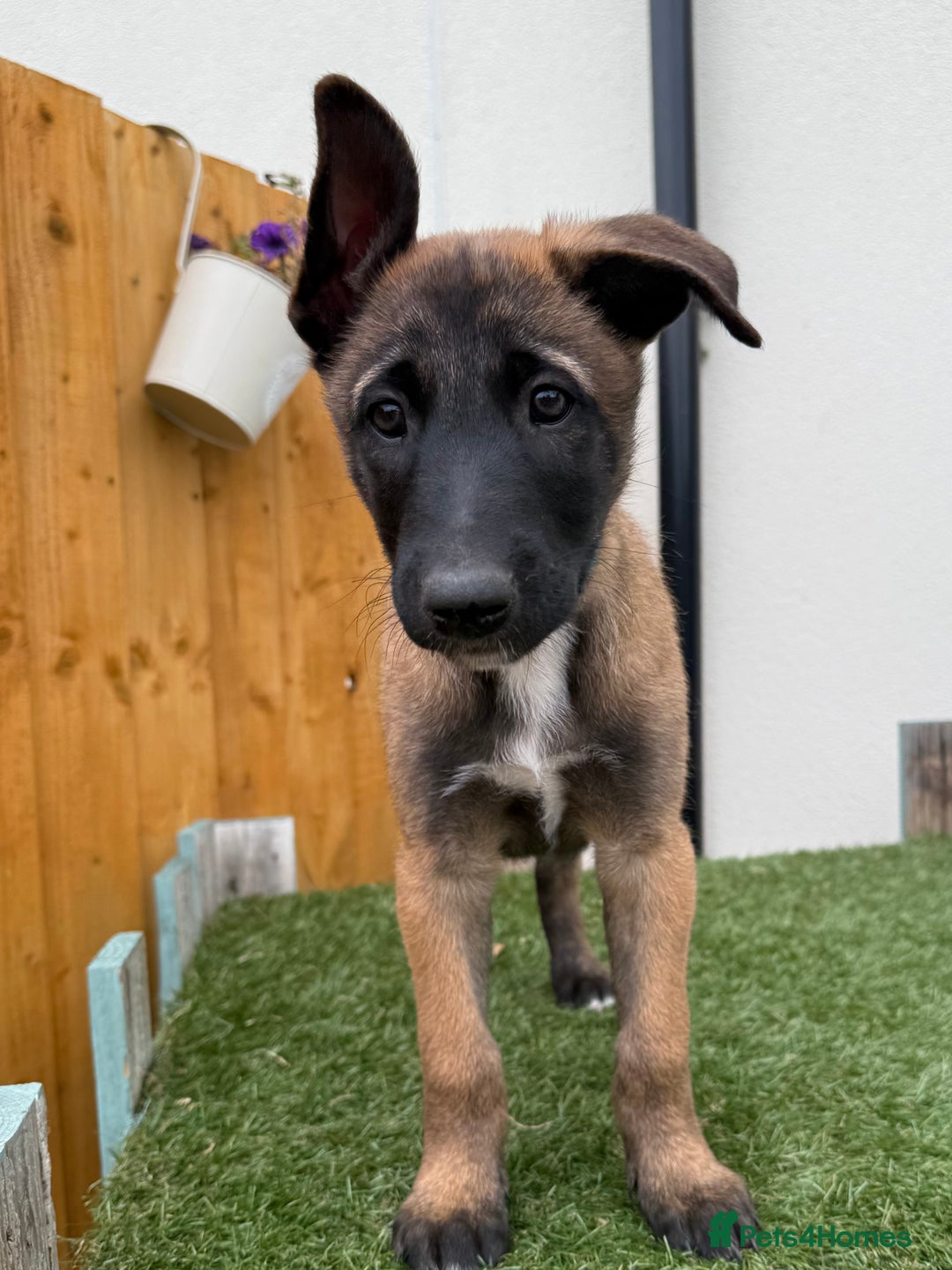 Belgian Shepherd Dog dogs for sale: Belgian Malinois puppies🐾 - Image 24