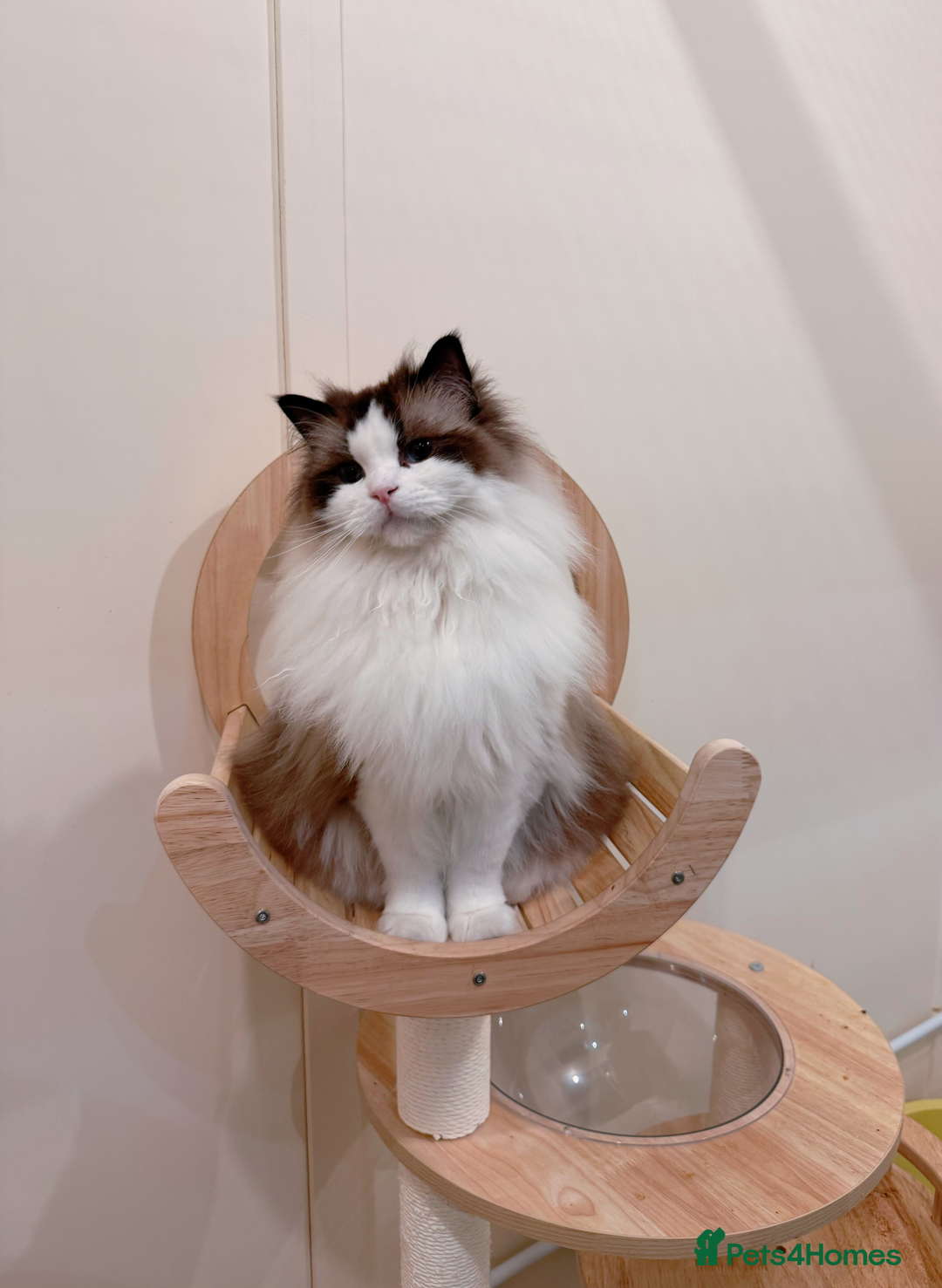 Ragdoll cats for sale: Stunning Ragdoll, BSH & Golden Longhair - Advert 5